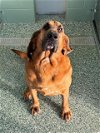 adoptable Dog in salisbury, NC named CASH