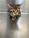 adoptable Cat in salisbury, NC named CARLY