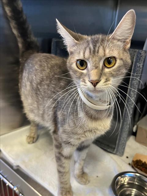 adoptable Cat in Salisbury, NC named MARLEY