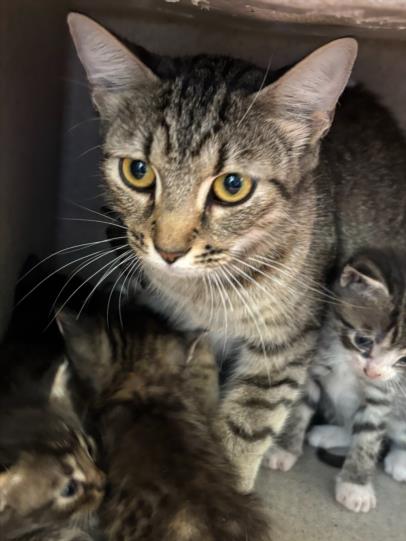 adoptable Cat in Salisbury, NC named POPPY