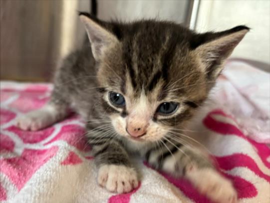 adoptable Cat in Salisbury, NC named SAGE