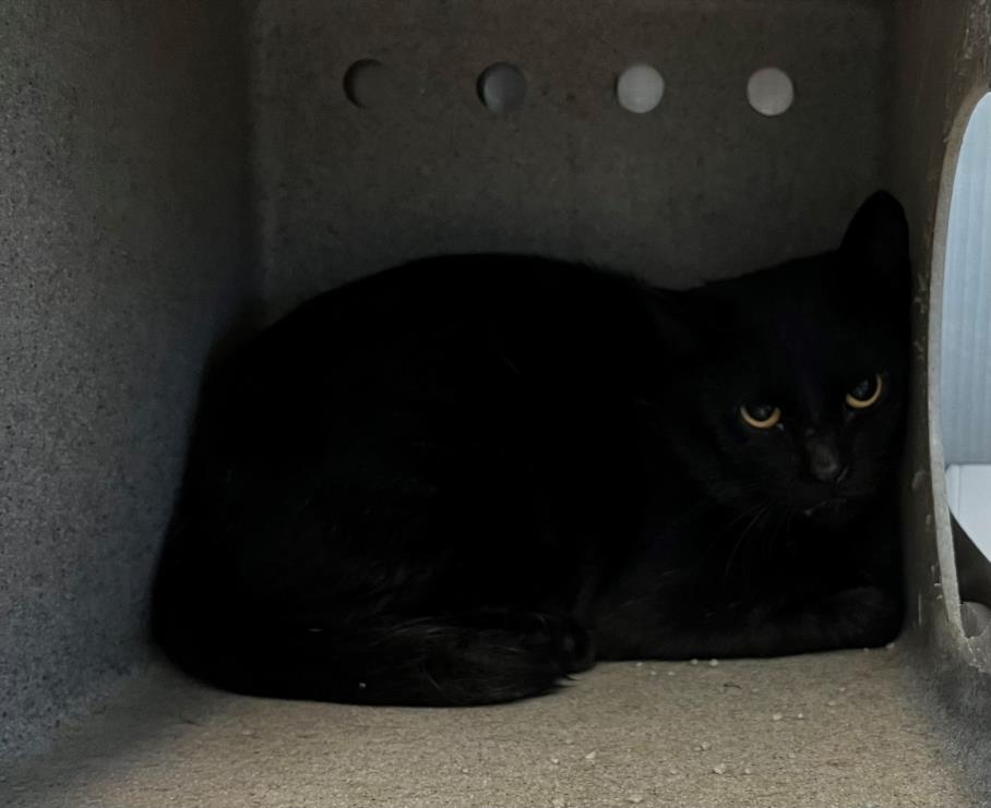 adoptable Cat in Salisbury, NC named DALLY