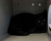 adoptable Cat in Salisbury, NC named DALLY