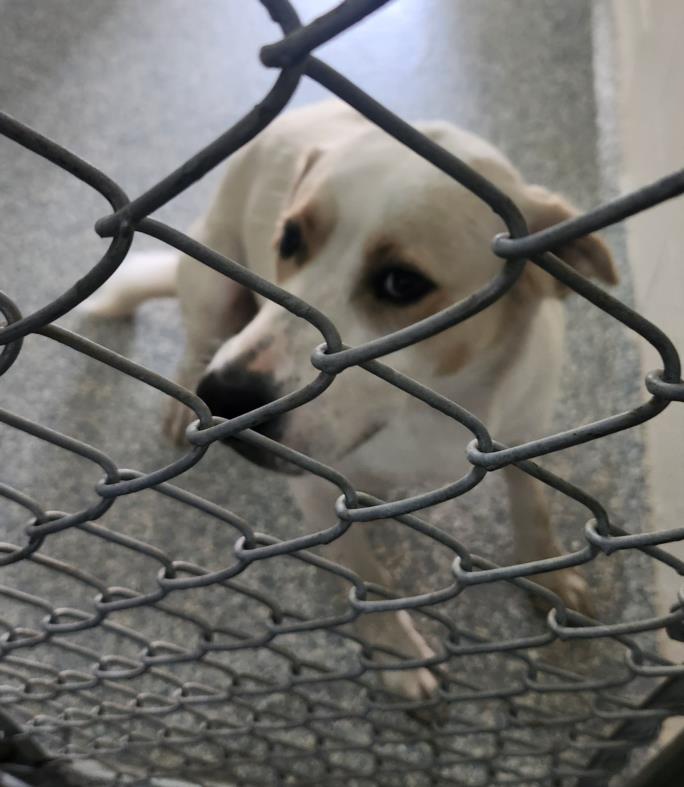 adoptable Dog in Salisbury, NC named UFF