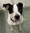 adoptable Dog in , NC named AARON