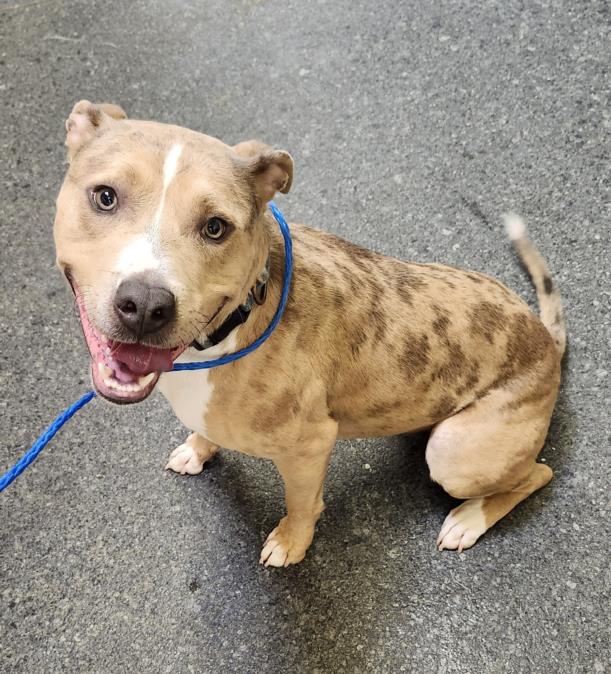 adoptable Dog in Salisbury, NC named SCOOTER