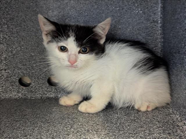 adoptable Cat in Salisbury, NC named WAVE