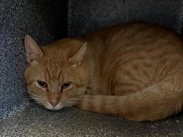 adoptable Cat in Salisbury, NC named DONALD