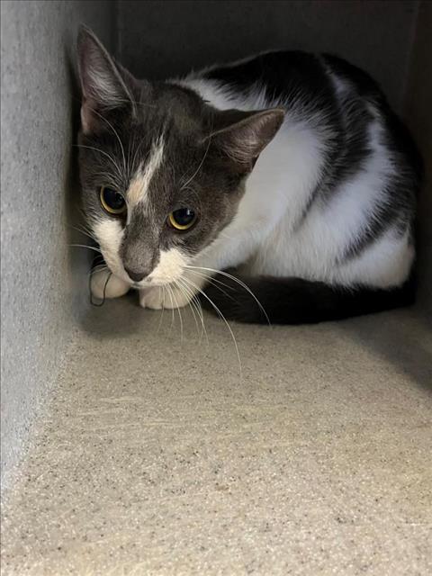 adoptable Cat in Salisbury, NC named MAGIC