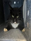 adoptable Cat in Salisbury, NC named WAYLON