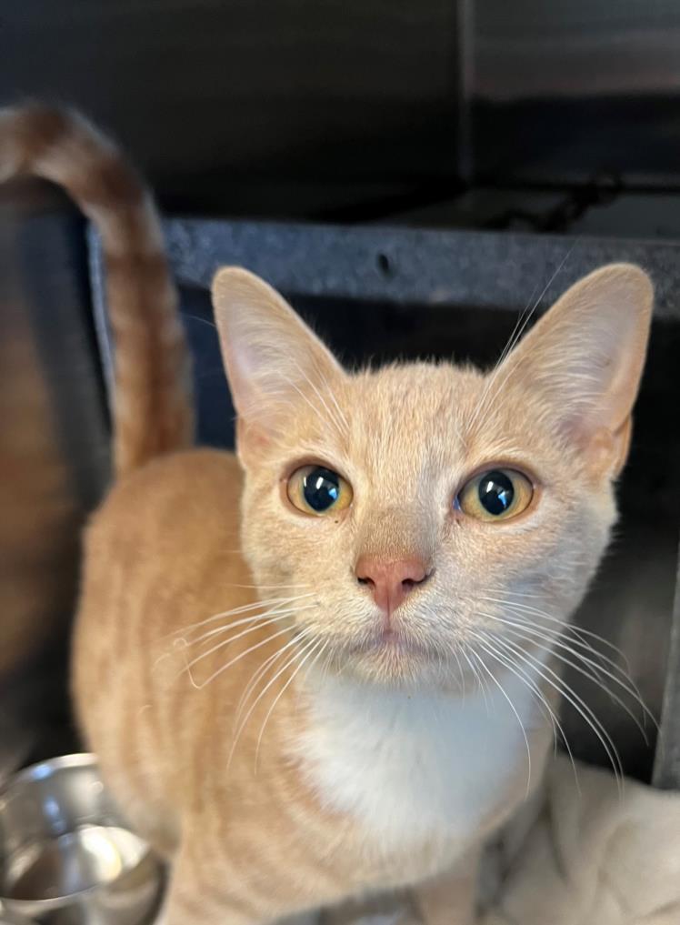 adoptable Cat in Salisbury, NC named GENERAL