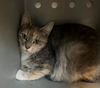 adoptable Cat in Salisbury, NC named HEFF