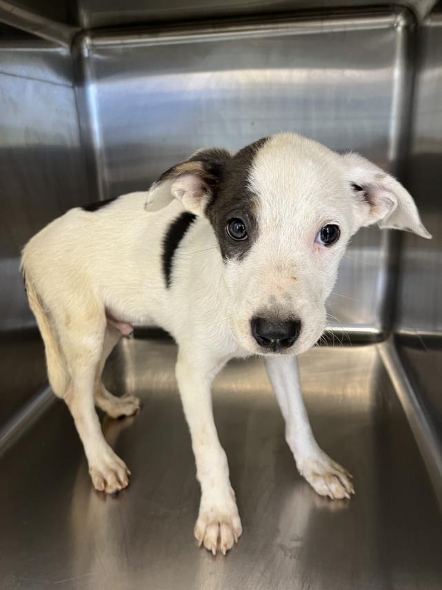 adoptable Dog in Salisbury, NC named JACOB