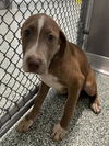 adoptable Dog in Salisbury, NC named JOSH