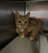 adoptable Cat in Salisbury, NC named CHESTER