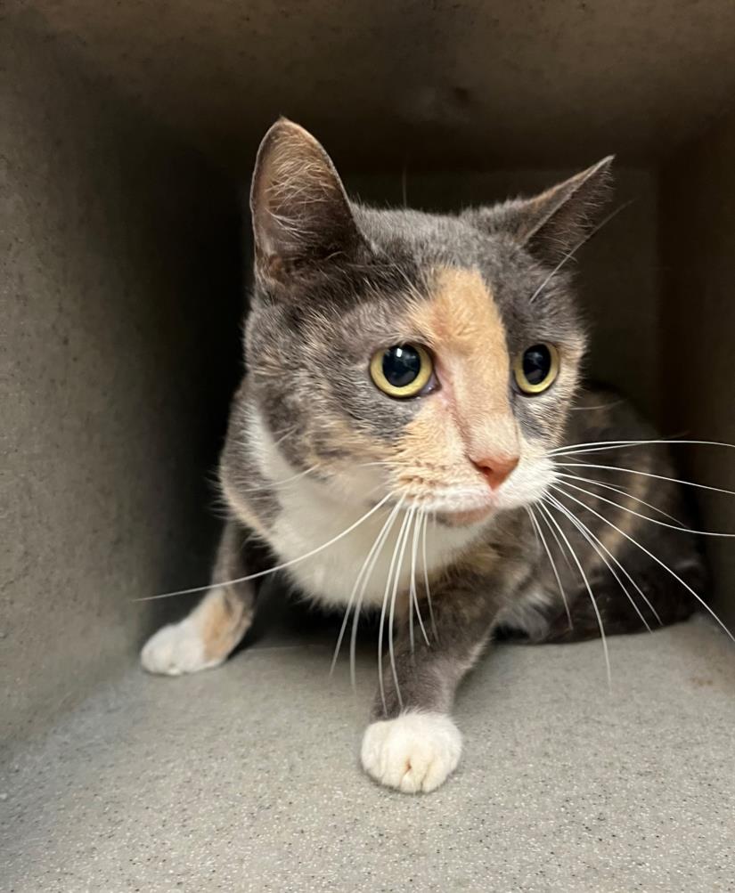 adoptable Cat in Salisbury, NC named MAPLE