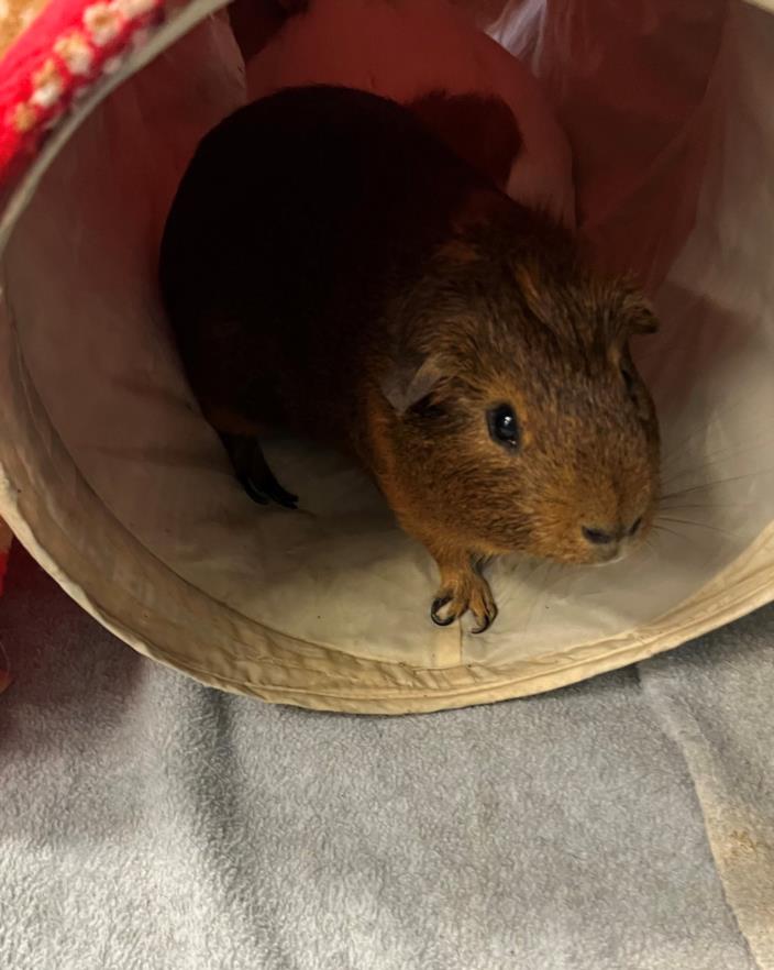 adoptable Guinea Pig in Salisbury, NC named HERSHEY