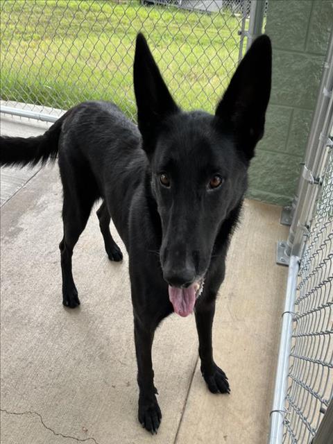 adoptable Dog in Salisbury, NC named BECK