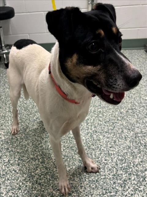 adoptable Dog in Salisbury, NC named WALTER