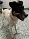 adoptable Dog in  named WALTER