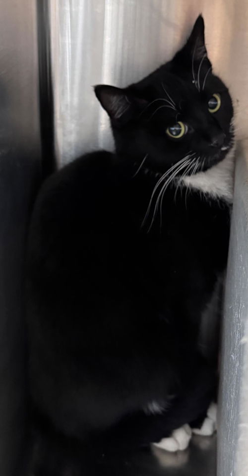 picture of the cat needing adoption