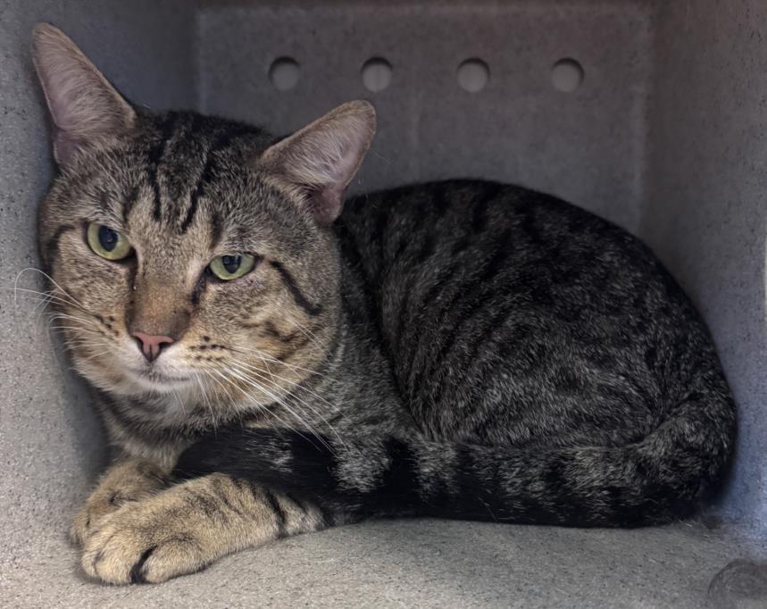 adoptable Cat in Salisbury, NC named RUBBERS
