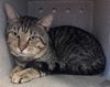 adoptable Cat in Salisbury, NC named RUBBERS