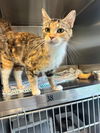 adoptable Cat in Salisbury, NC named 2FISHY