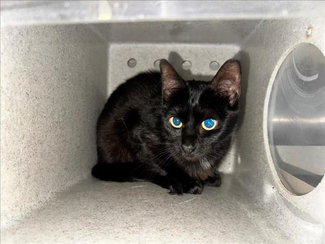 adoptable Cat in Salisbury, NC named ARIEL