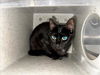 adoptable Cat in Salisbury, NC named ARIEL