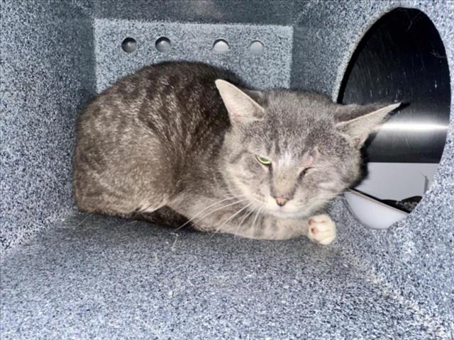 adoptable Cat in Salisbury, NC named MURRAY