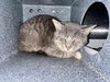 adoptable Cat in Salisbury, NC named MURRAY