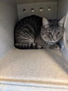 adoptable Cat in Salisbury, NC named GOLIATH