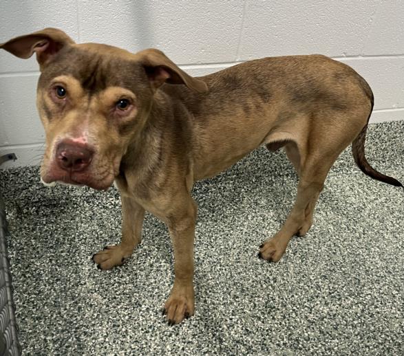 adoptable Dog in Salisbury, NC named CHANCE