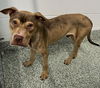 adoptable Dog in Salisbury, NC named CHANCE