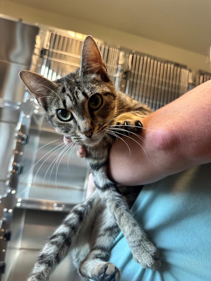 adoptable Cat in Salisbury, NC named BRICK