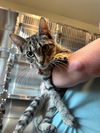 adoptable Cat in Salisbury, NC named BRICK