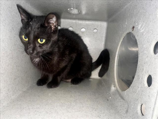 adoptable Cat in Salisbury, NC named PEACE