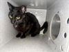adoptable Cat in Salisbury, NC named PEACE