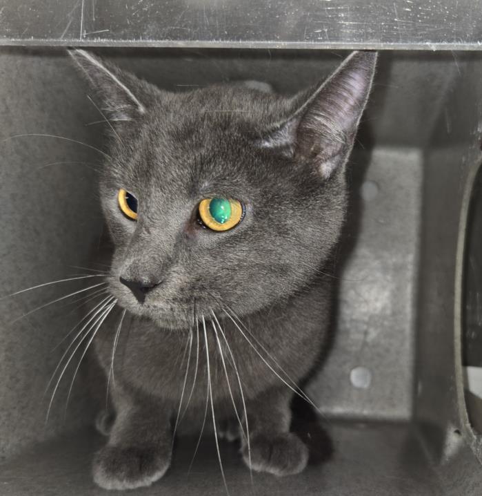 adoptable Cat in Salisbury, NC named MAX