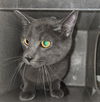 adoptable Cat in Salisbury, NC named MAX