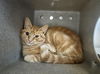 adoptable Cat in Salisbury, NC named ENOS