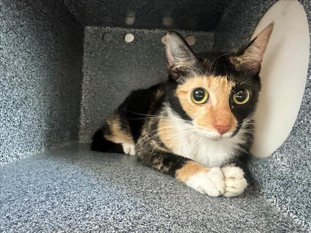 adoptable Cat in Salisbury, NC named SUE