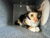 adoptable Cat in Salisbury, NC named SUE