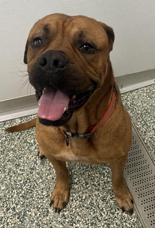 adoptable Dog in Salisbury, NC named MILO