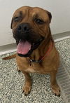 adoptable Dog in Salisbury, NC named MILO
