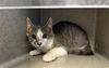 adoptable Cat in Salisbury, NC named BLITZ