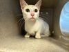 adoptable Cat in Salisbury, NC named STORMY