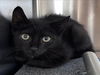 adoptable Cat in Salisbury, NC named CLAI