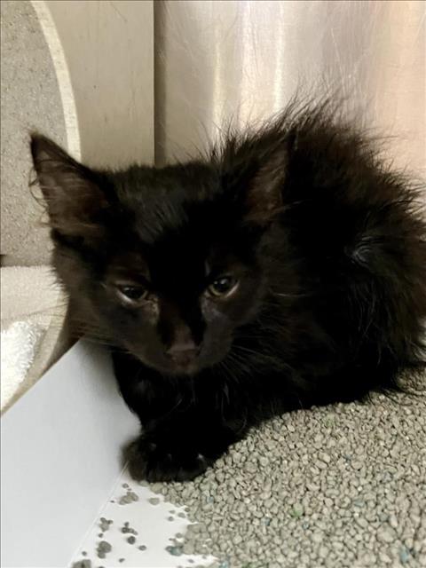 adoptable Cat in Salisbury, NC named PEPPERCORN